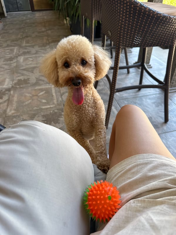 Brunch on the patio with dogs and avocado toast