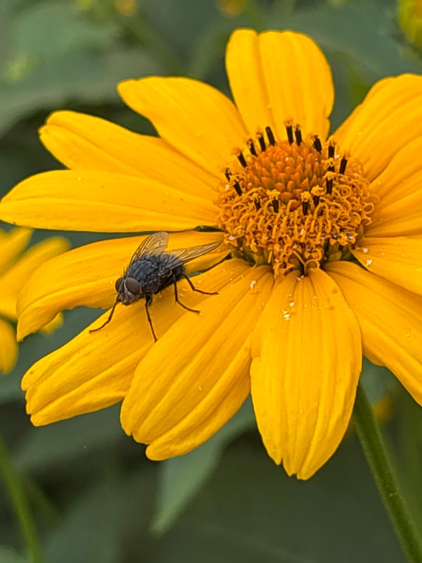 Yellow daisies in close-up, one with a fly resting on petals