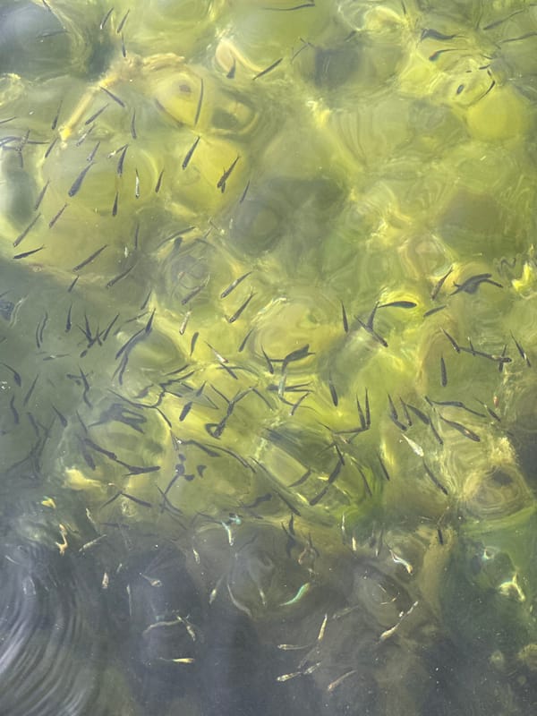 Large school of juvenile fish spotted in Perast waters