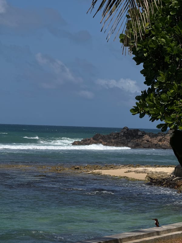 Beachside yoga spot with a kingfisher on the ledge