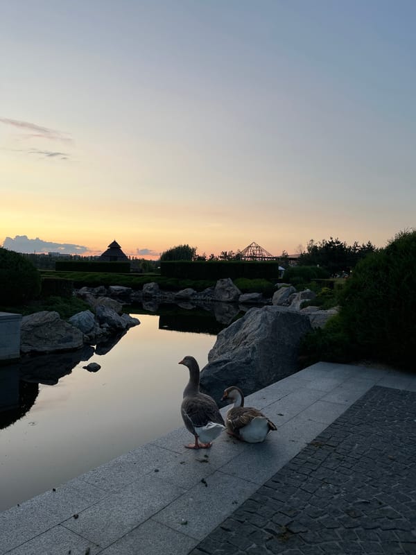 Two geese hang out near a park pavilion in Dnipro at dusk.