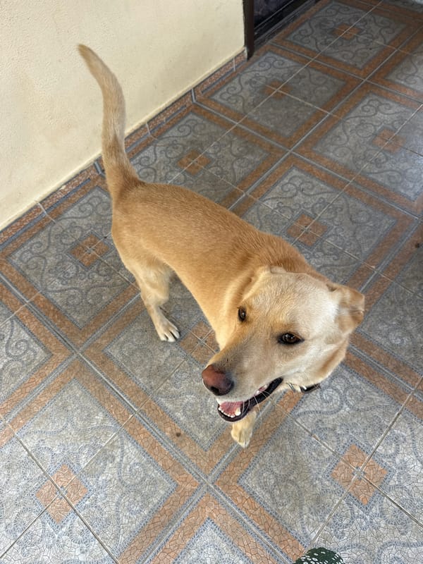 Dog chills on a tiled Sochi patio, eating and exploring