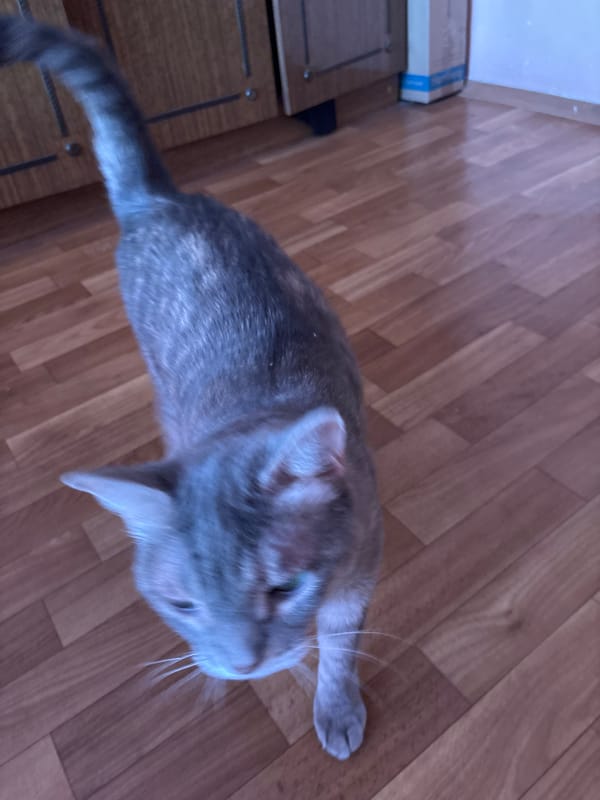 Pets and handmade art inside a Taraz home