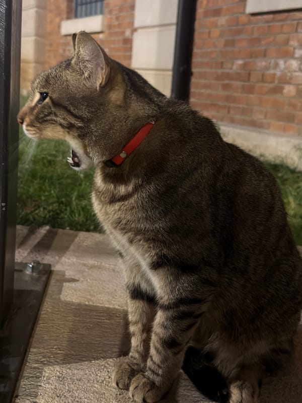 Cat named VATRO spotted grooming in Rijeka, Croatia