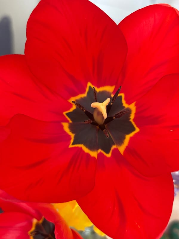 Easter celebrations documented in Bulgarian village with flowers, greetings