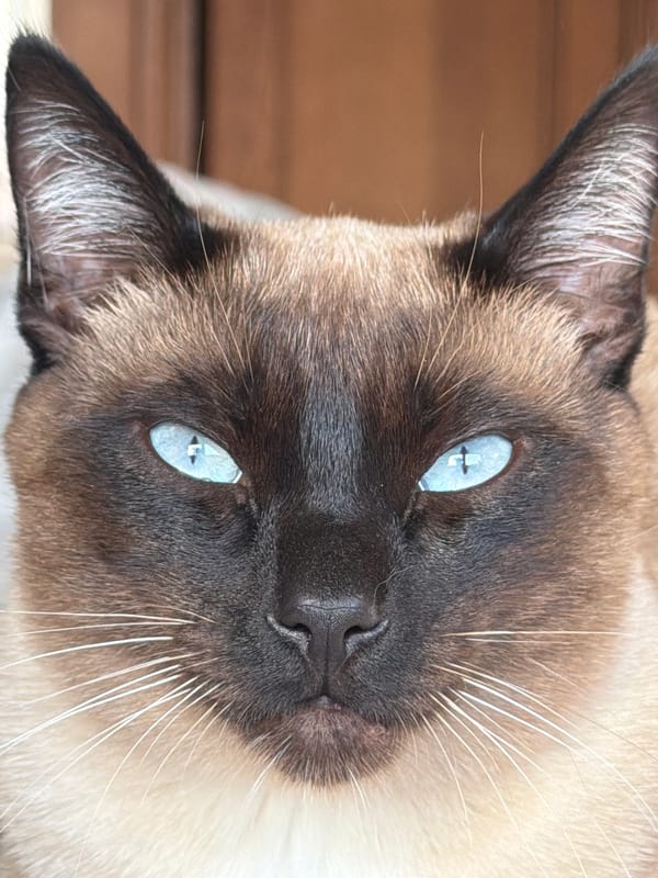 Quiet afternoon moments captured in Esch-sur-Alzette: cat, clouds, contrails