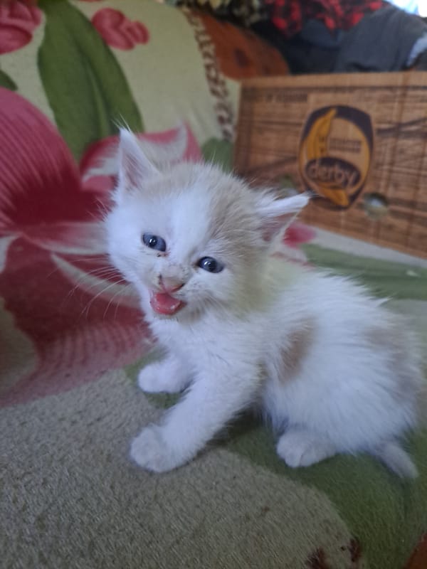 Kittens, dogs, and everyday life in Vypasne, Ukraine