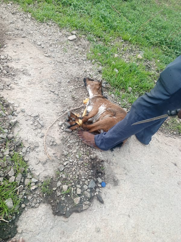 Rural scenes captured: goat restraint and hilltop gathering