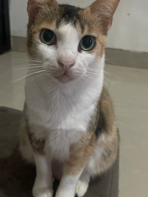 Calico cat relaxes and grooms at home in Depok