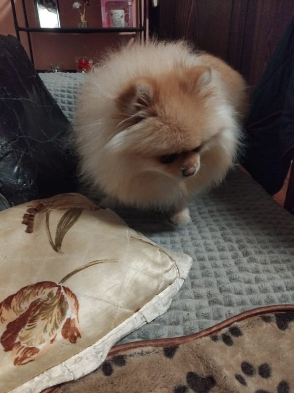 Pomeranian dog plays on bed with decorative pillows in Bulgaria