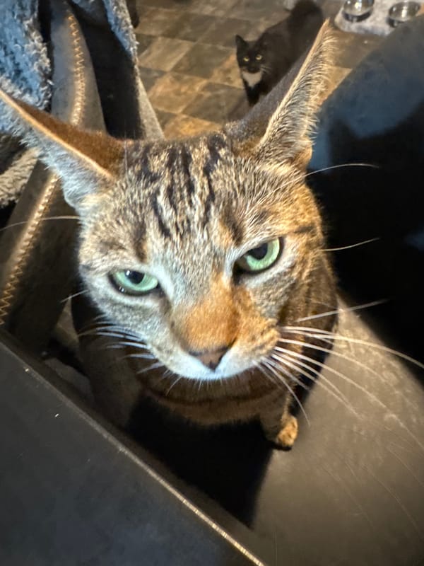 Two cats photographed indoors in Desborough home