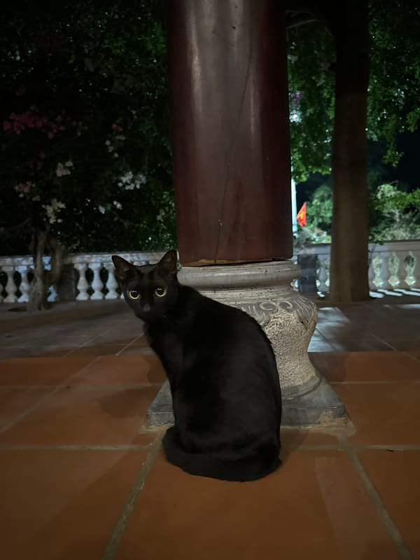 Family enjoys quiet afternoon with cat in Mũi Né