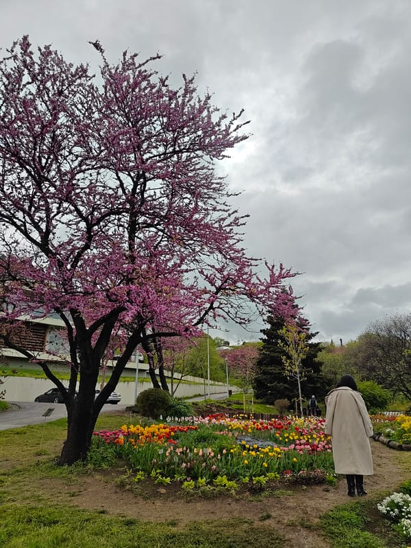 Spring blossoms observed in Tbilisi garden under cloudy skies