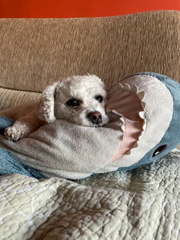 Person documents quiet afternoon with pet dog in Yekaterinburg
