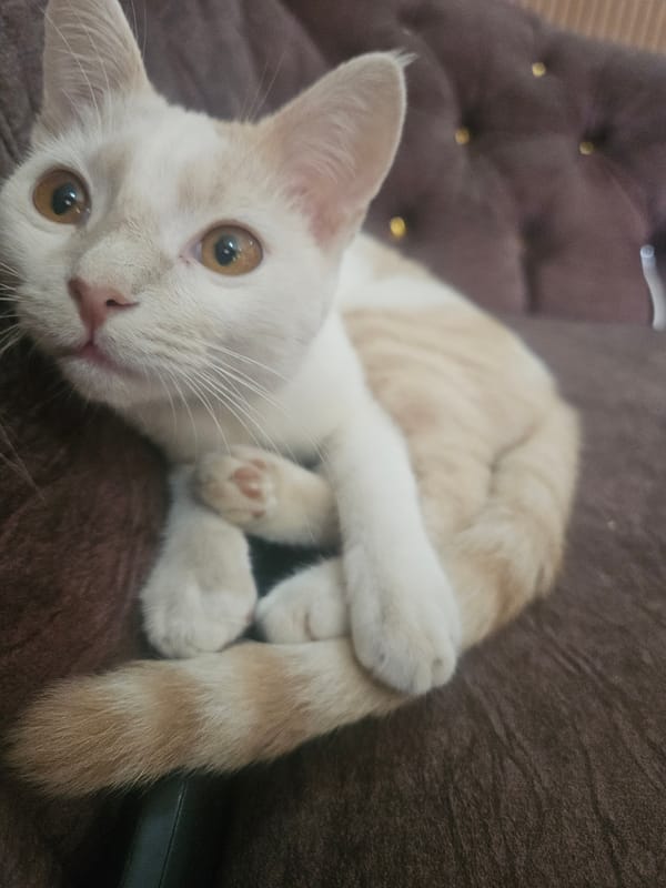 Cat rests on sofa in Nigerian home