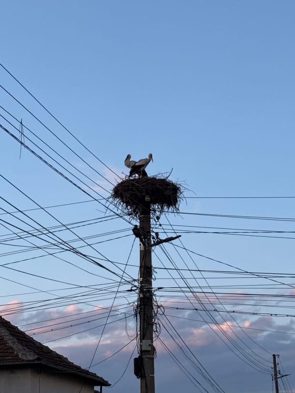 Storks nest on utility pole in Kozloduy, Bulgaria