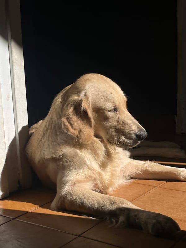 Golden Retriever rests in sunlight on Buenos Aires floor