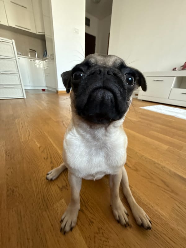 Fawn pug on hardwood floor, sitting and standing