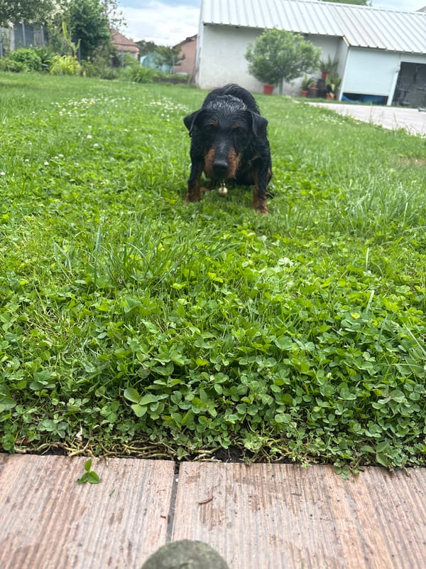 Jagdterrier dog plays in Bulgarian village yard