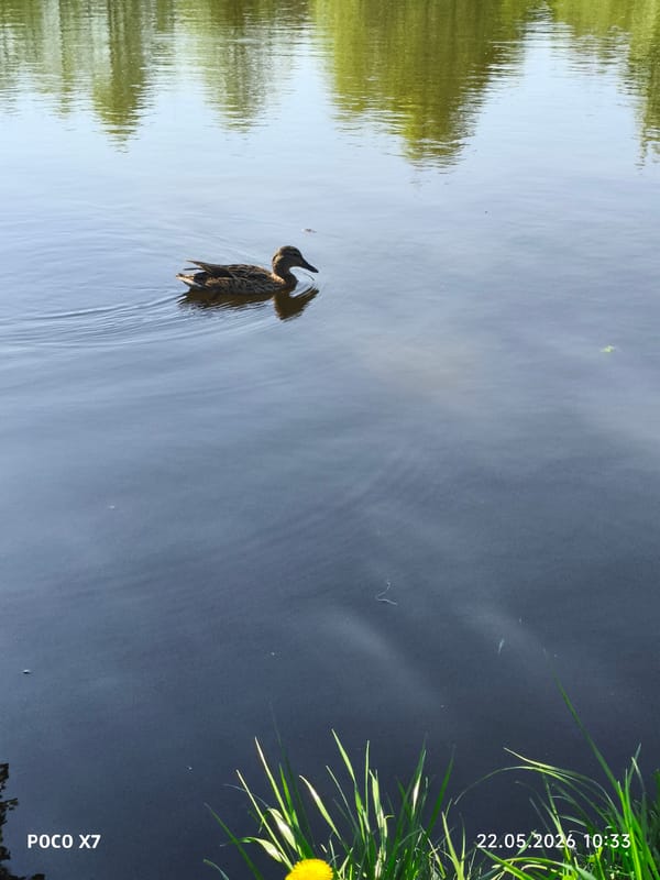 Spring morning scenes captured around Chaikovsky pond with wildlife