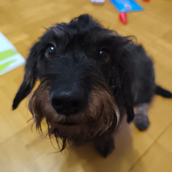 Dachshund and angry plush toy captured in indoor photos