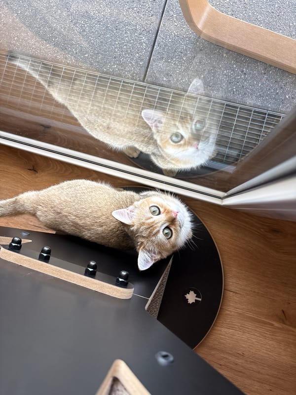 Curious kitten explores scratching post and home in Bönnigheim