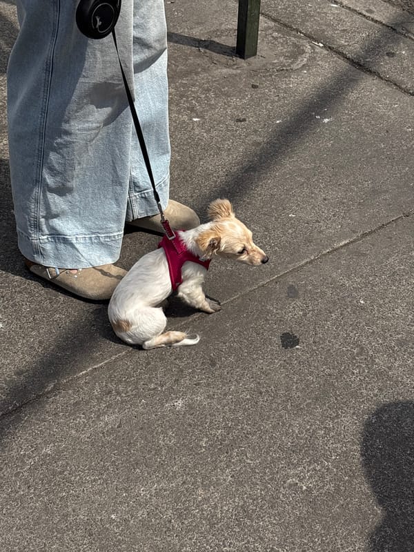 Evening street life captured across Mexico City neighborhoods