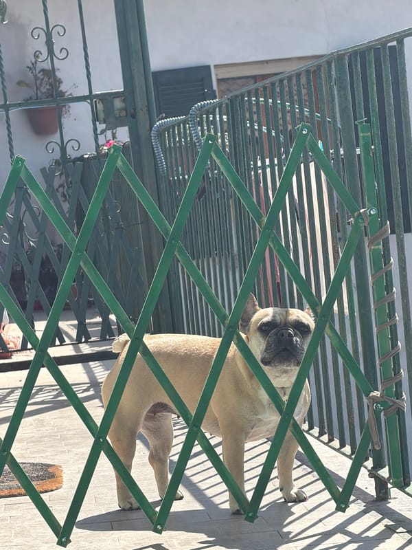 French Bulldog with heart tag spotted behind Milan gate