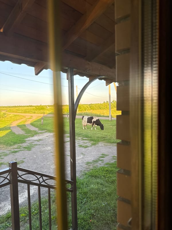 Cattle graze through a quiet summer afternoon in rural Chemerne, Ukraine