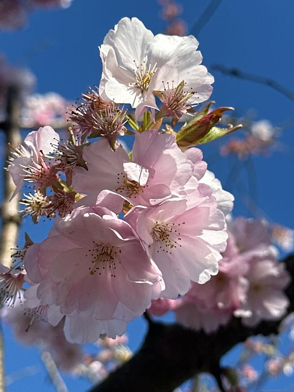 Spring blooms and selfies captured in Tunbridge Wells area