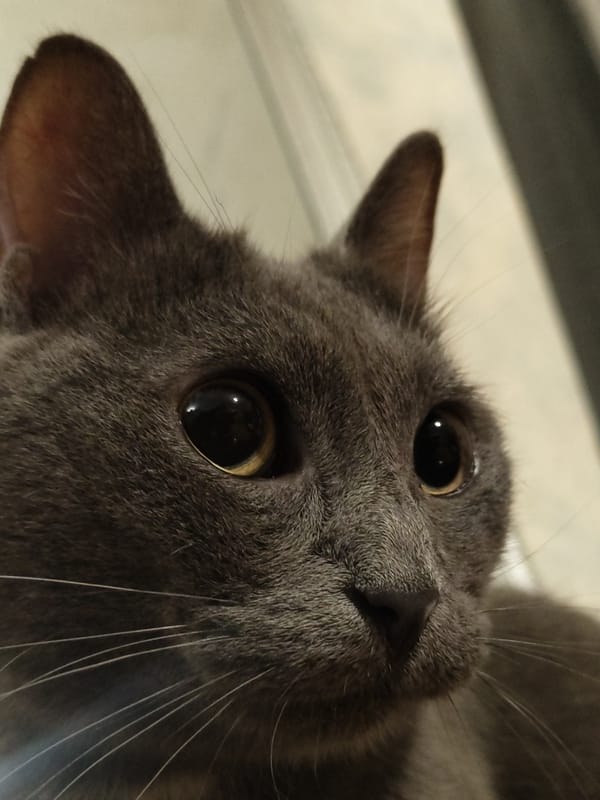 Close-up portraits of several cats, one missing an eye.