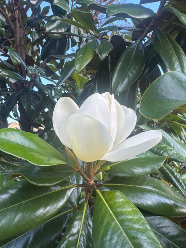 White magnolia in full bloom, Coquitlam