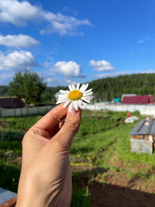 Summer afternoon in a Russian village — daisies, raspberries, and sand