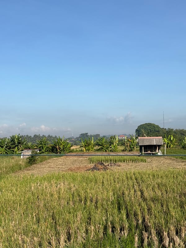 Rice farming scenes documented in rural Abiansemal, Indonesia