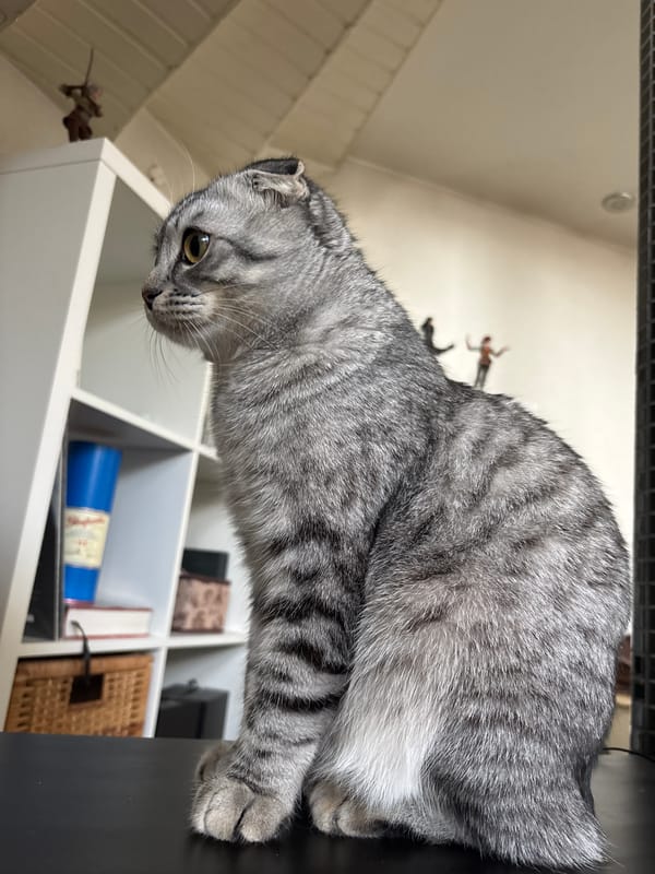 Scottish Fold cat observed at home in Perm