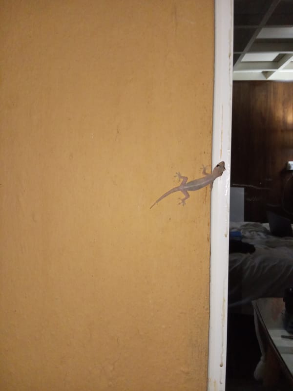 Dog plays with fabric on chair in Nha Trang home