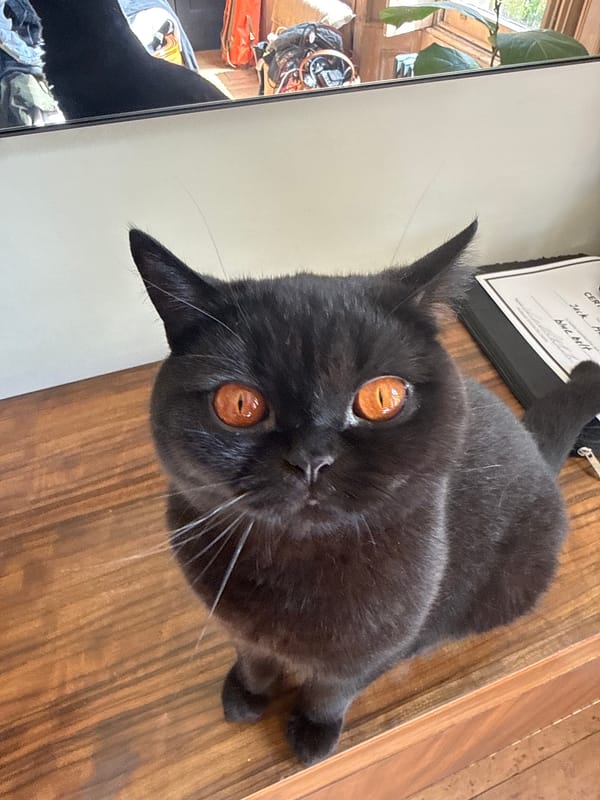 Black cat plays and lounges around a sunny London home