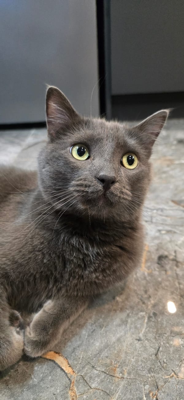 Grey cat holds court across 27 close-up shots at home