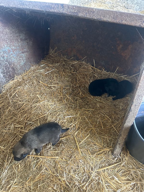 Three puppies found in makeshift enclosure in Bulgaria