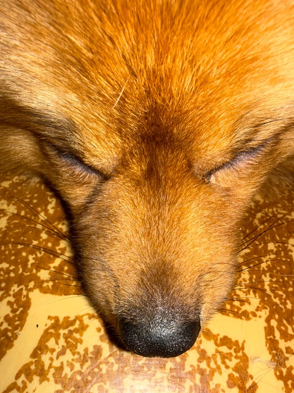 Sleeping dog photographed in close-up in Khimki, Russia