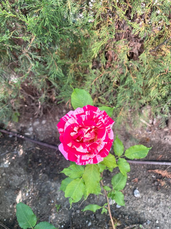 Man documents morning drive with vehicle selfies and garden roses