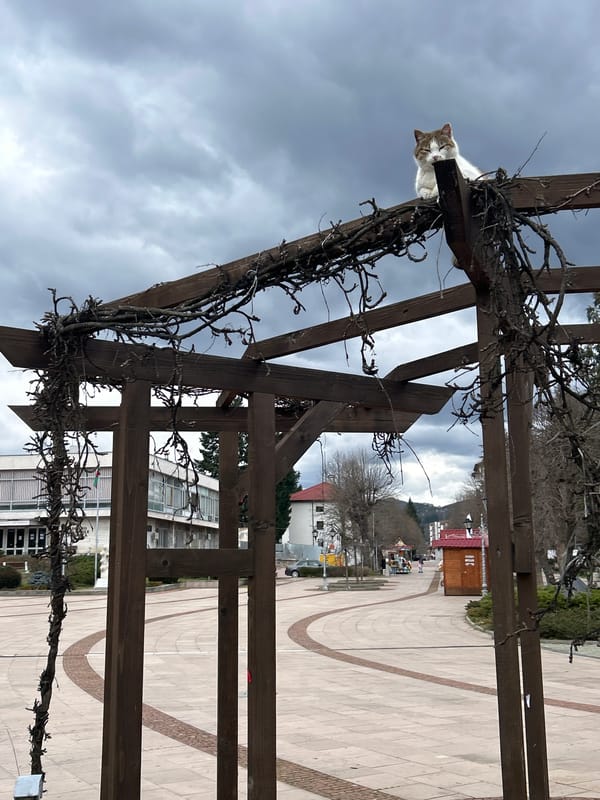 Spring scenes captured around Zlatograd Bulgaria streets and parks