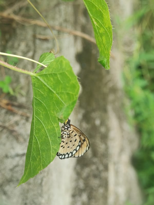 Early morning nature observations documented in Lhokseumawe, Indonesia