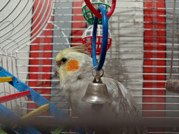 Home tour in Kremenchuk featuring pets, crafts, and gaming setup