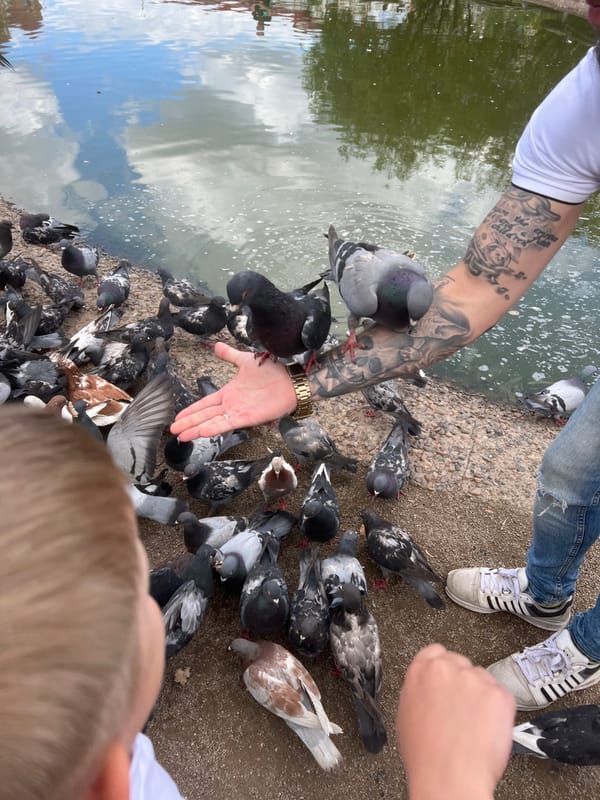 Feeding pigeons by a park pond in Krasnoyarsk