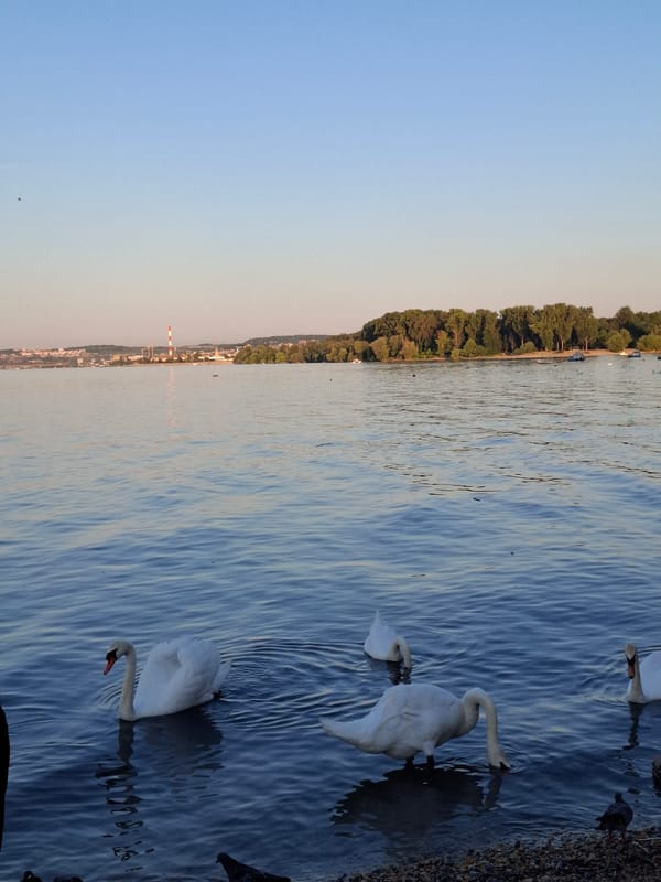 Evening swan feeding observed along Danube River in Zemun