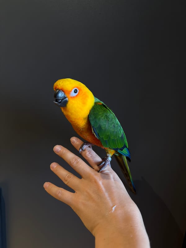 Colorful sun conure parrot makes the rounds indoors in Khimki