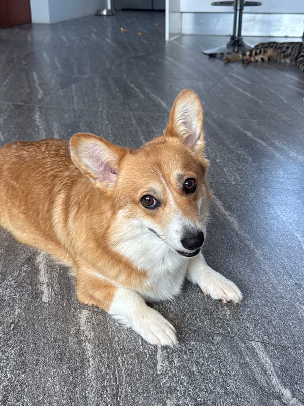 Woman documents morning routine with corgi in Rawai, Thailand