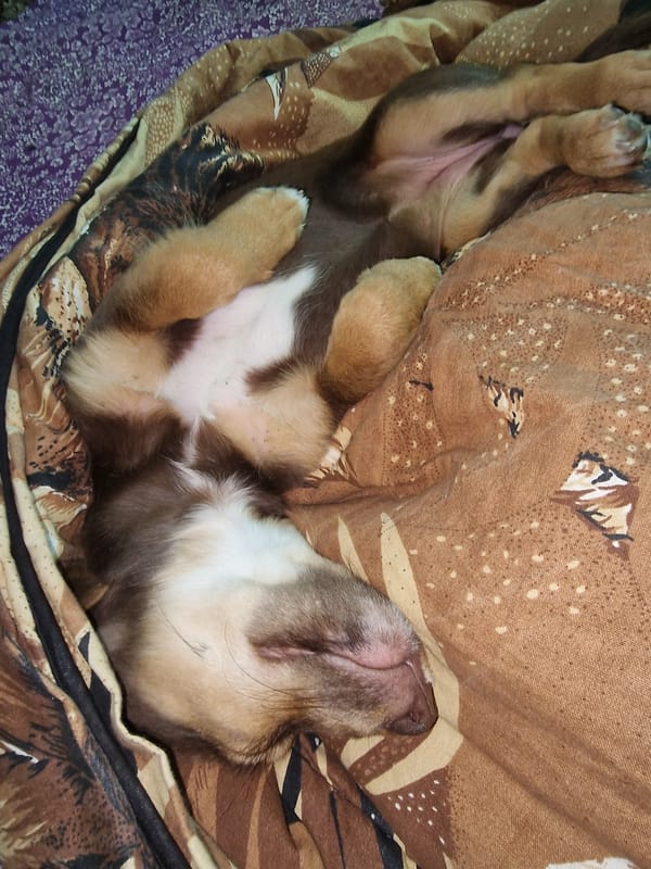 Lazy morning with a sleepy puppy, quotes, and roses in Piatkivka