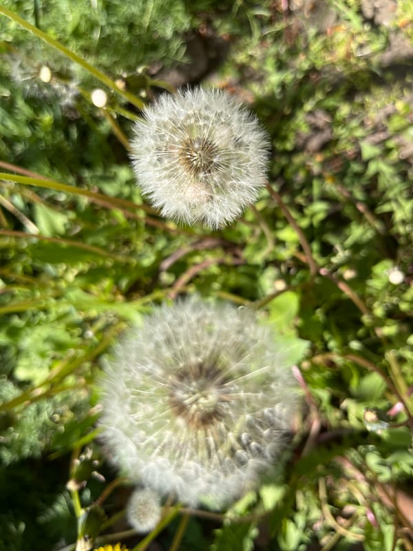 Spring dandelions photographed in seed stage, Kryvyi Rih